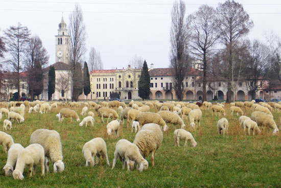 gregge a cordovado nei prati della madonna