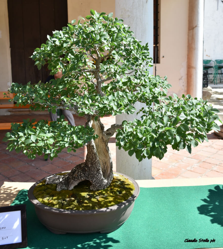 Bonsai